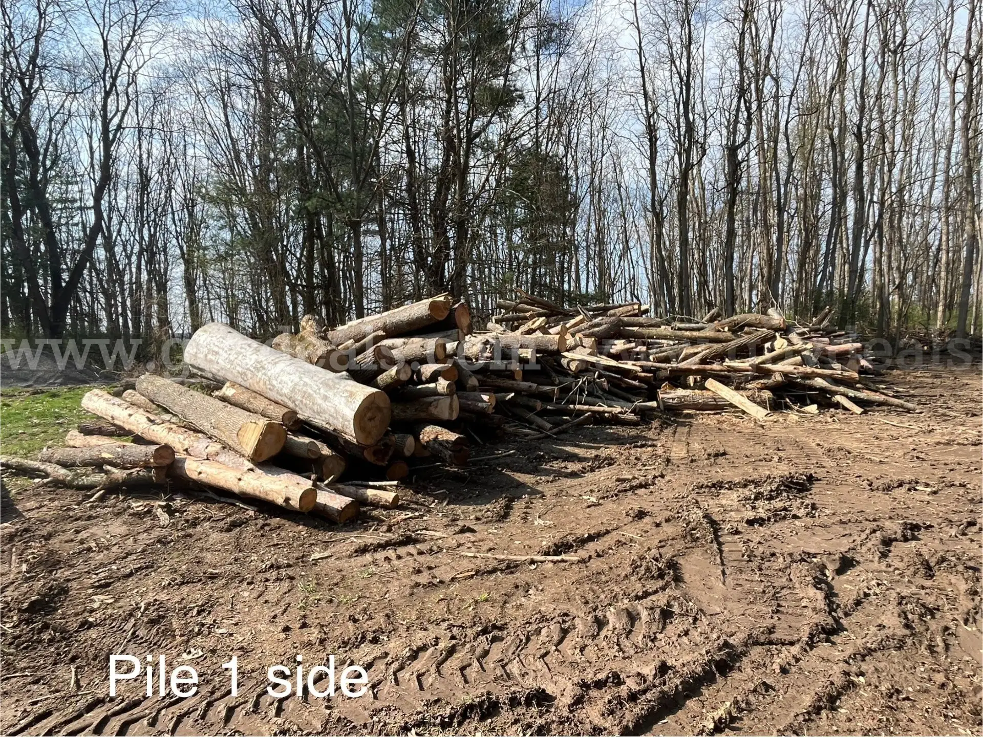 Lot of Approximate (550) Logs