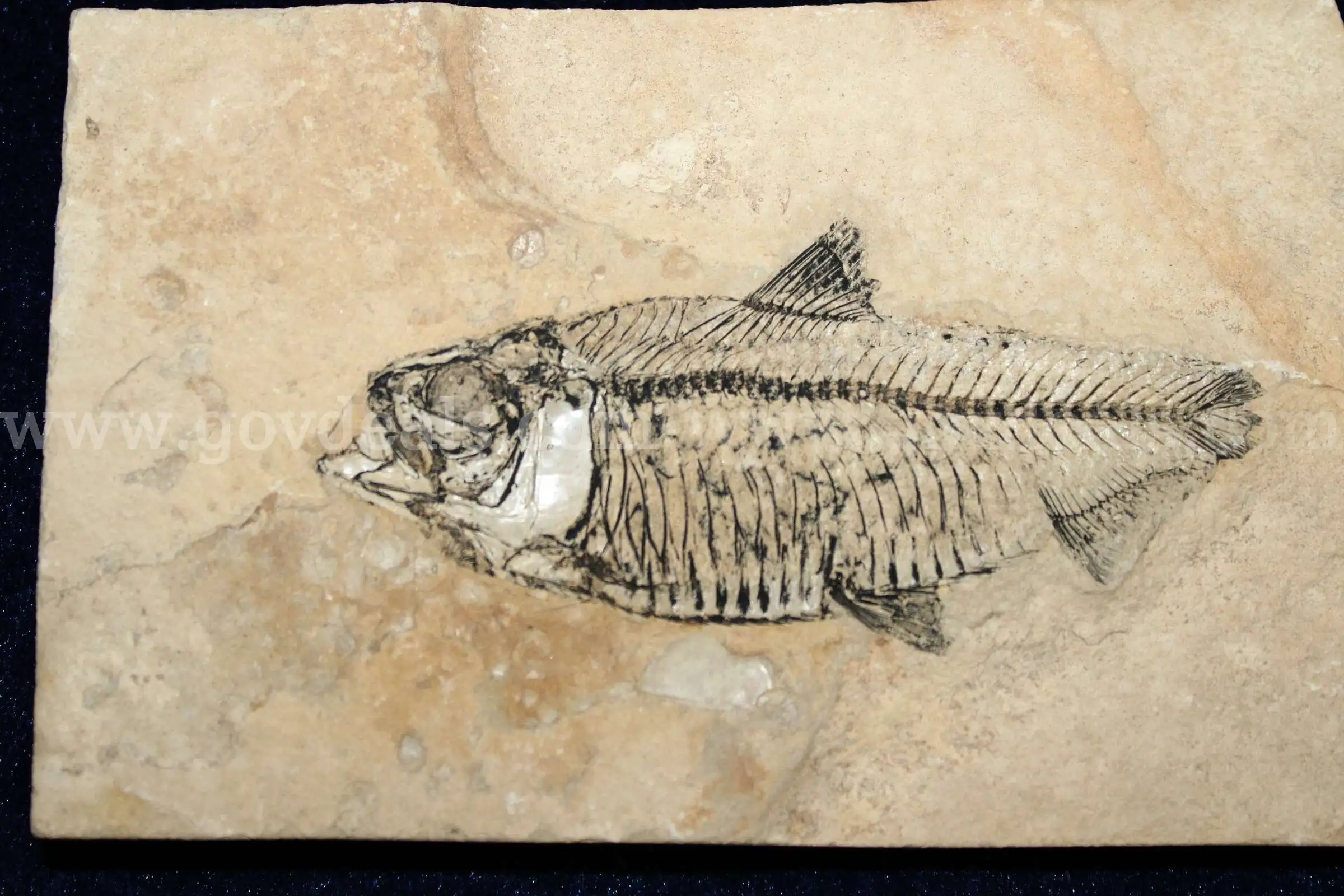 1- Fossil Fish Flat Rock In Crowley s Box