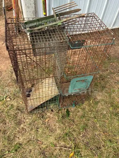 2 cage traps and 1 spike trap