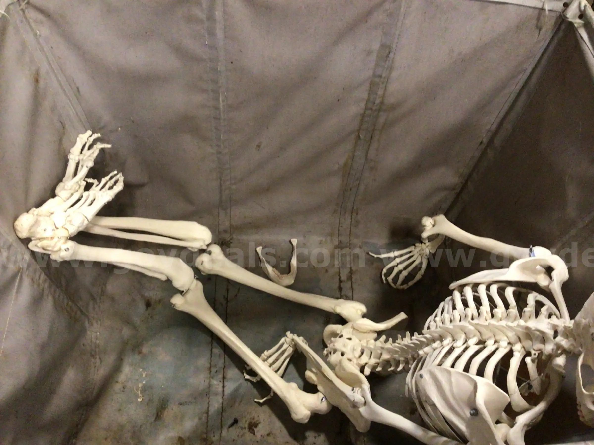 Halloween Prop Skeleton